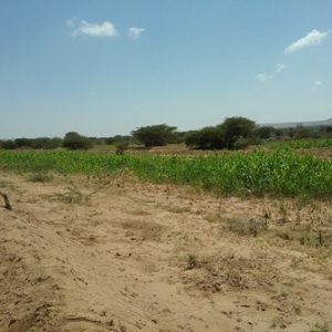 BVO Helps Somali Farmers Conserve Soil for a Better Yield